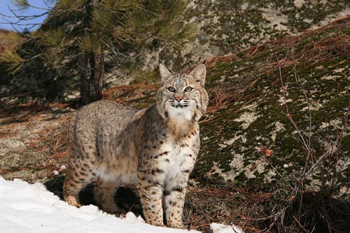 Predator Calling: How to Call Bobcats Day or Night