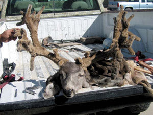 Got Testosterone? An Overview of Cactus Bucks