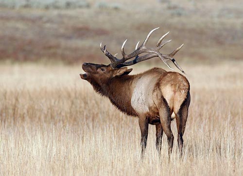 Calling Savvy: Elk Hunting Tips on How To Call