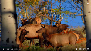 VIDEO: September Elk Calls