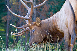 Hunting Bulls During the Post Rut