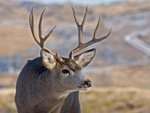 How to Hunt Mule Deer – Hunting in a New Area