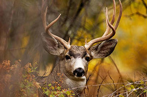 Mule Deer's Plight and Peril: A True Story