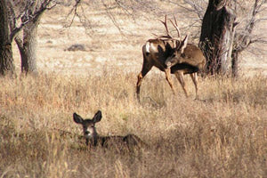 Timing the Mule Deer Rut