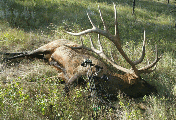 Potential New World Record Elk Has Been Confirmed